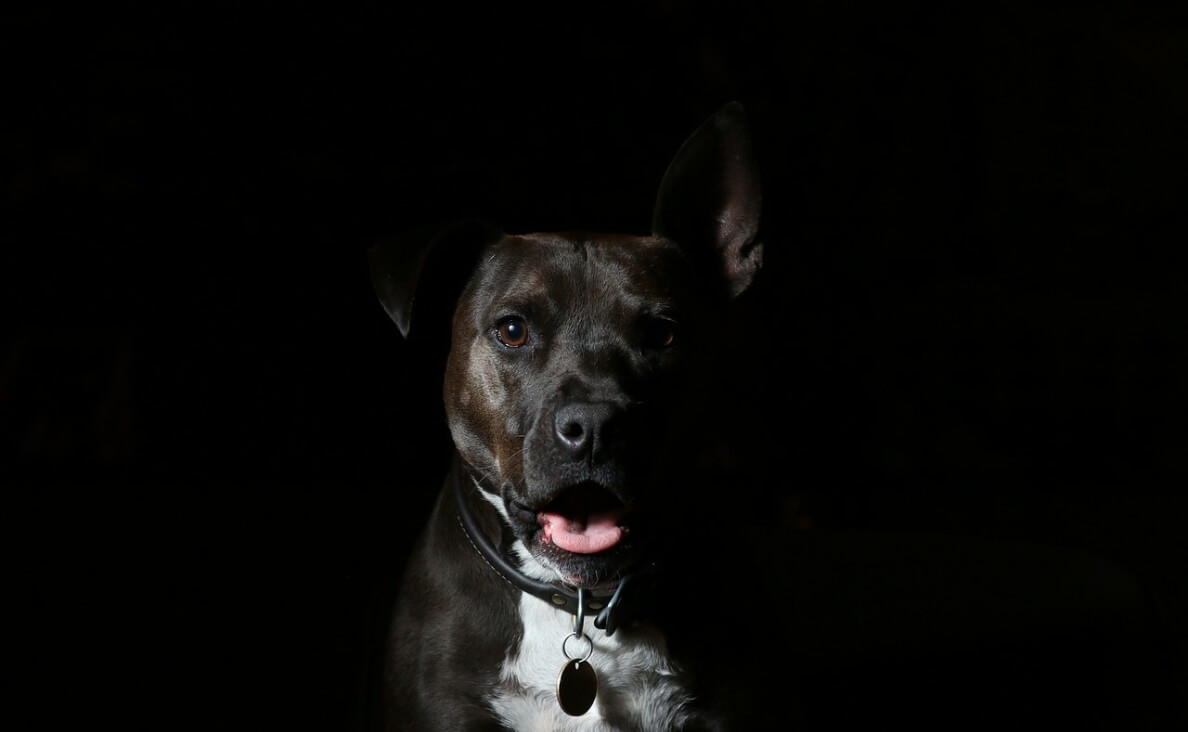 CAN DOGS SEE GHOSTS - black pitbull with black background