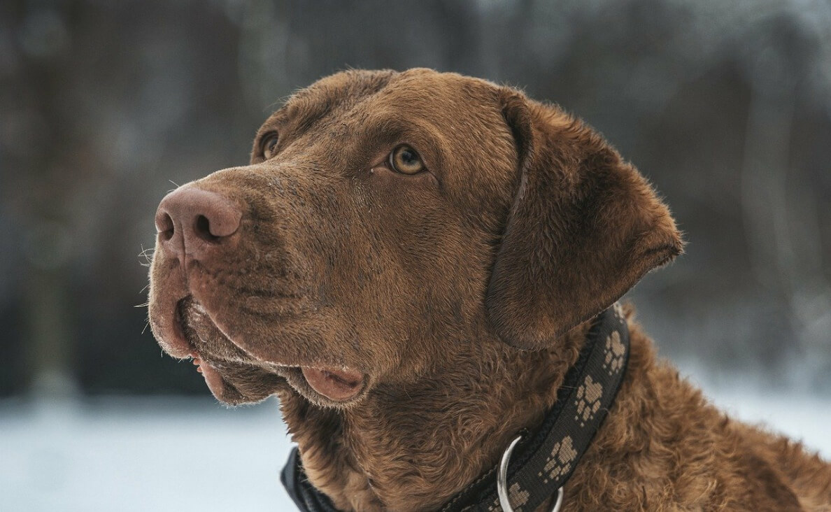 CAN DOGS SEE GHOSTS - chesapeake bay retriever dog looking off into space