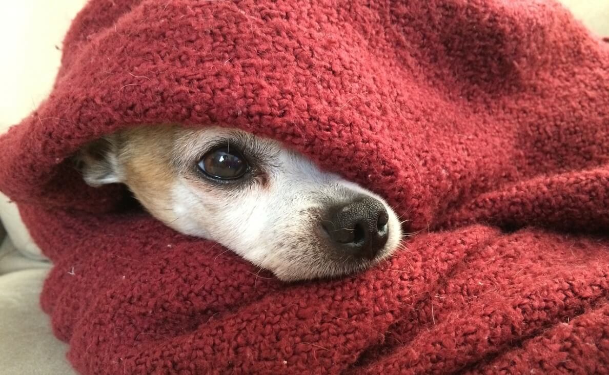 CAN DOGS SEE GHOSTS - dog scared in blanket