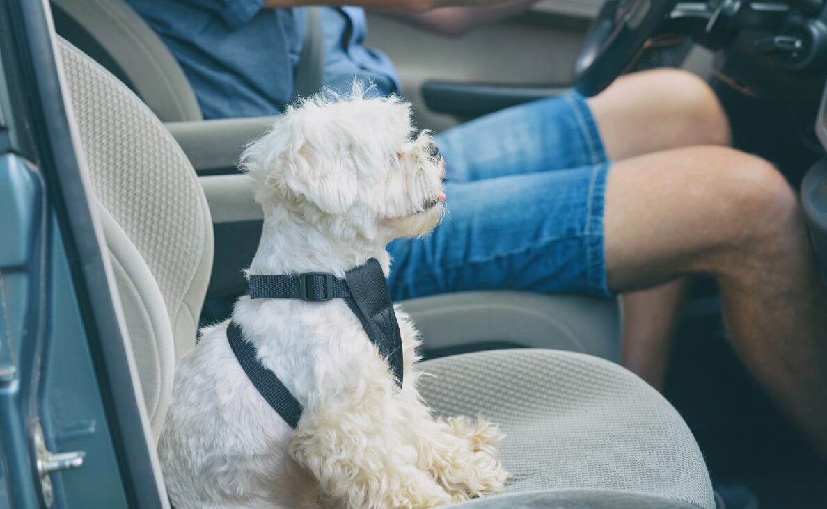 Car Restraints - poodle