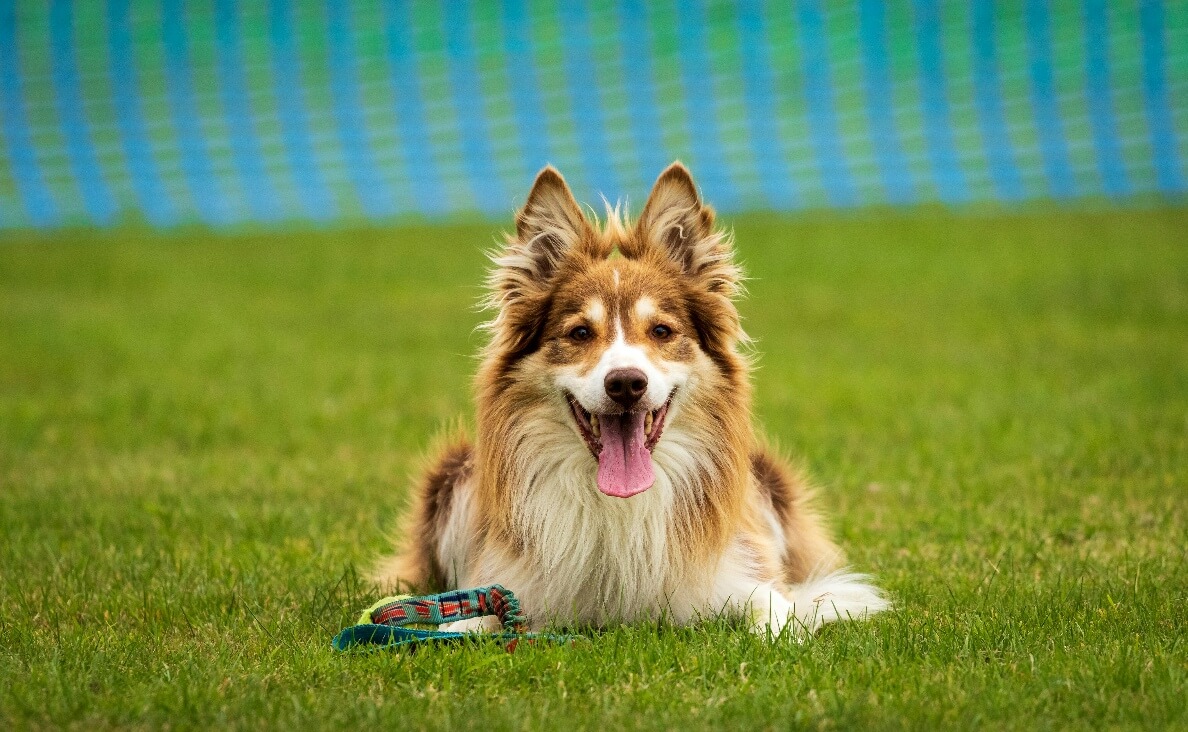 HOW MANY WORDS CAN DOGS LEARN - COLLIE DOG ON GRASS