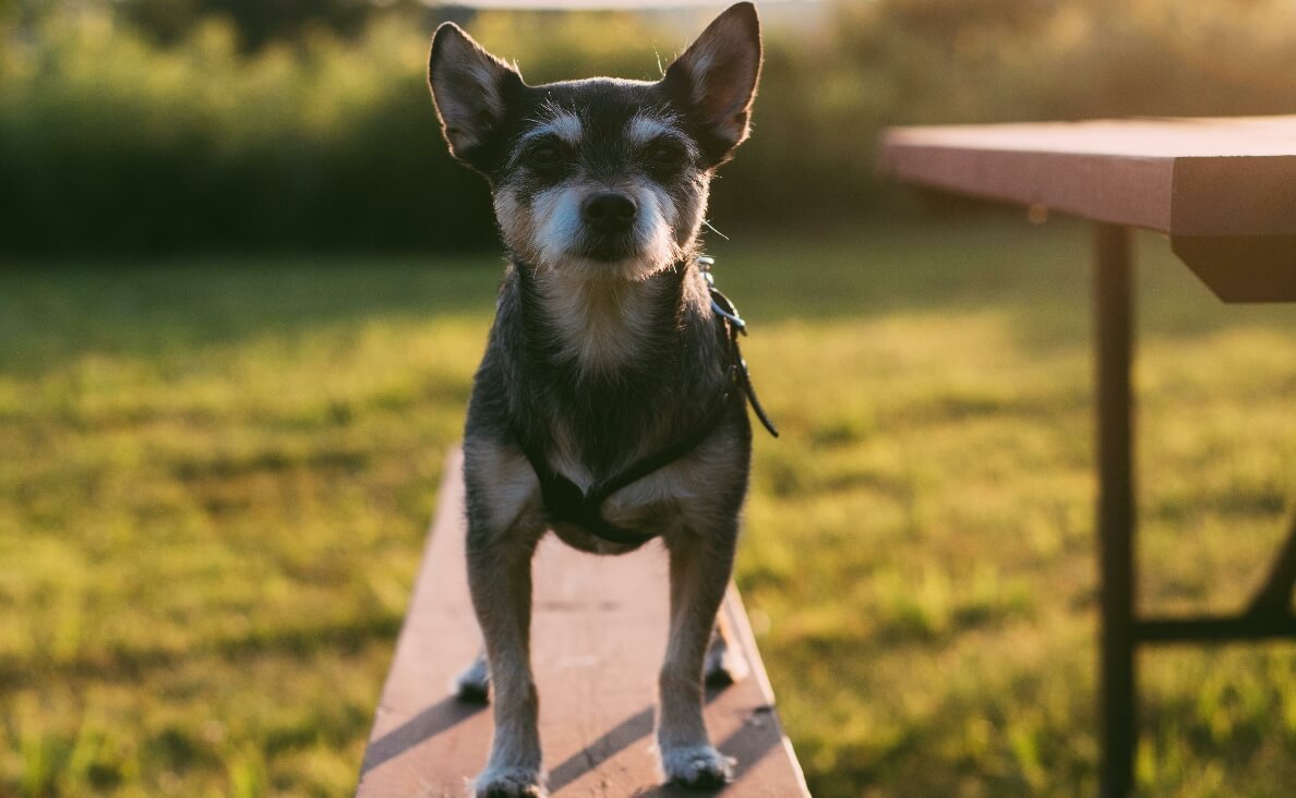 HOW MANY WORDS CAN DOGS LEARN - CUTE LITTLE DOG STANDING ON PICNIC TABLE BENCH