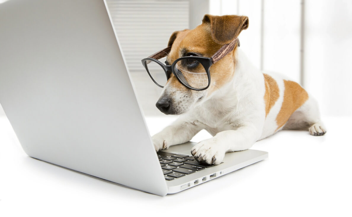 HOW MANY WORDS CAN DOGS LEARN - JACK RUSSEL DOG WITH LAPTOP