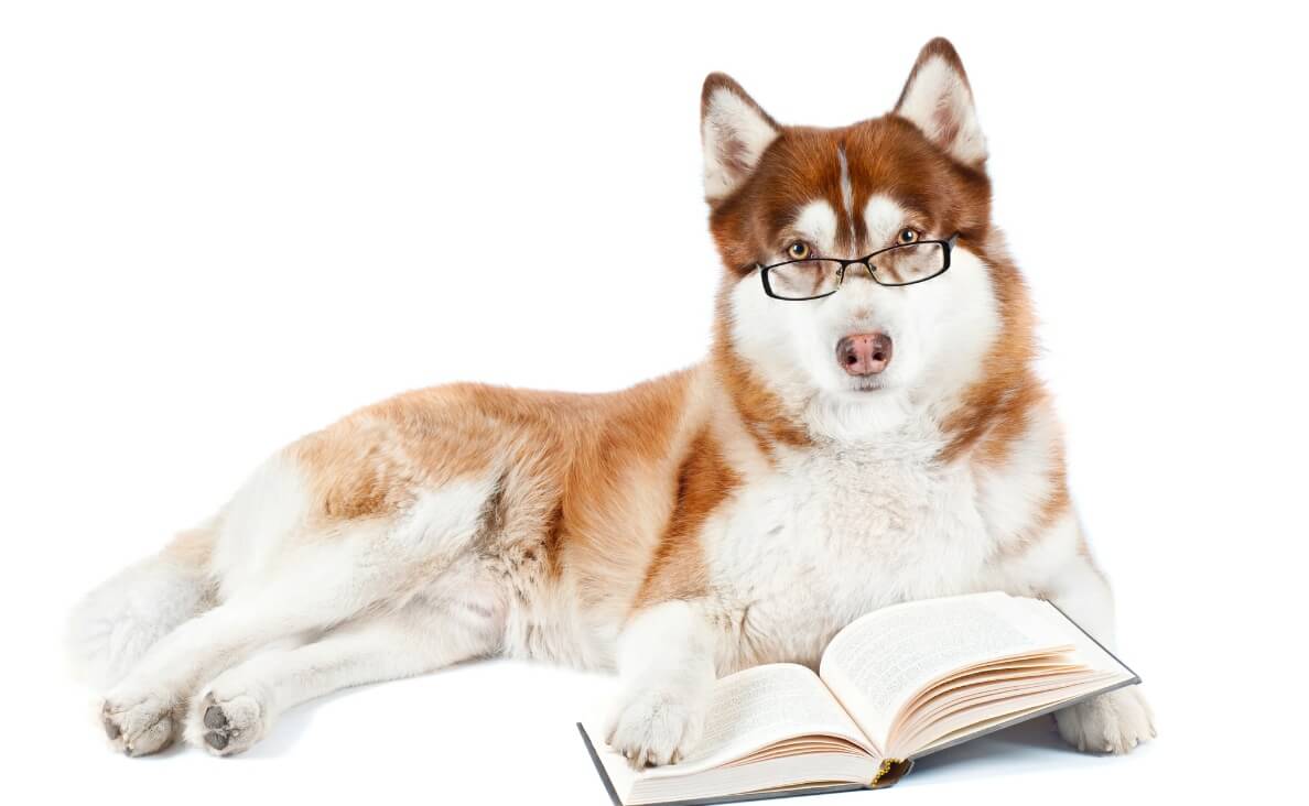 HOW MANY WORDS CAN DOGS LEARN