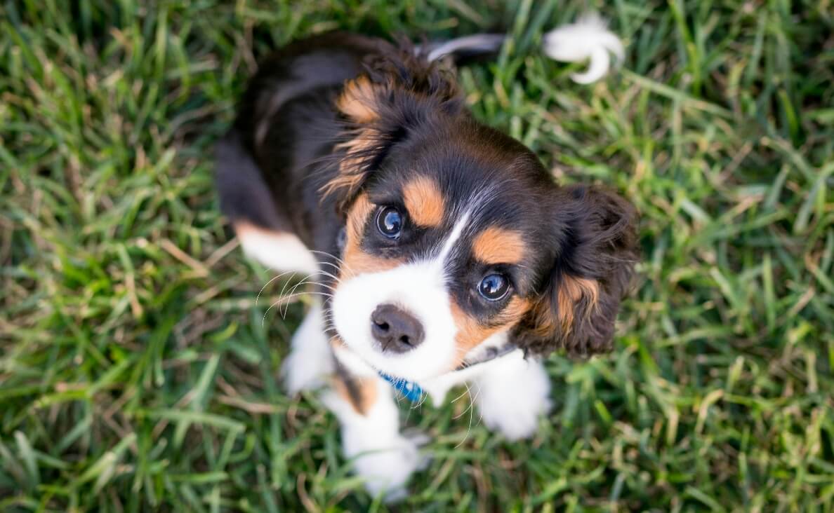 HOW TO TEACH YOUR PUPPY THEIR NAME - Bernese Mountain Dog puppy looking up at camera