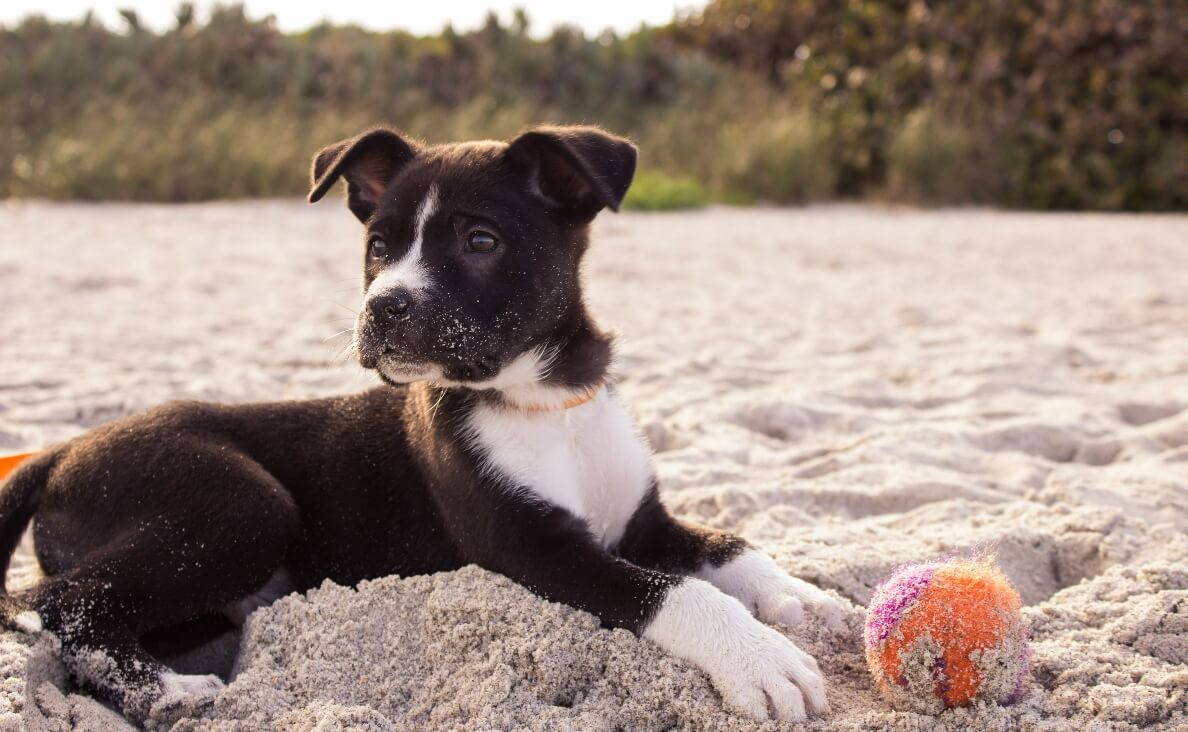 HOW TO TEACH YOUR PUPPY THEIR NAME - black and white puppy on beach with orange ball