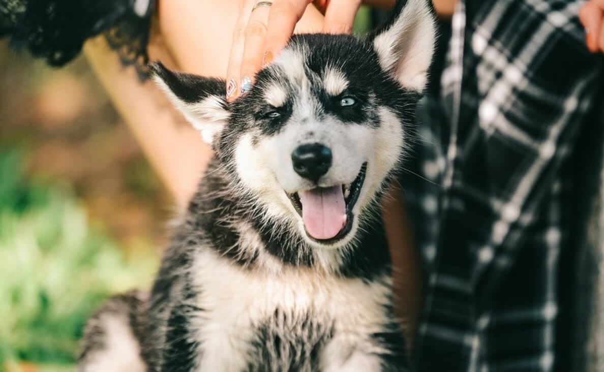 HOW TO TEACH YOUR PUPPY THEIR NAME - husky puppy with owner's hand on head