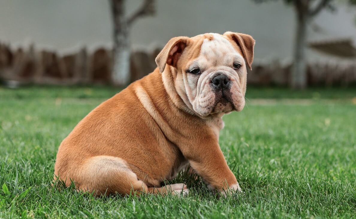 HOW TO TEACH YOUR PUPPY THEIR NAME - light brown bulldog puppy on grass