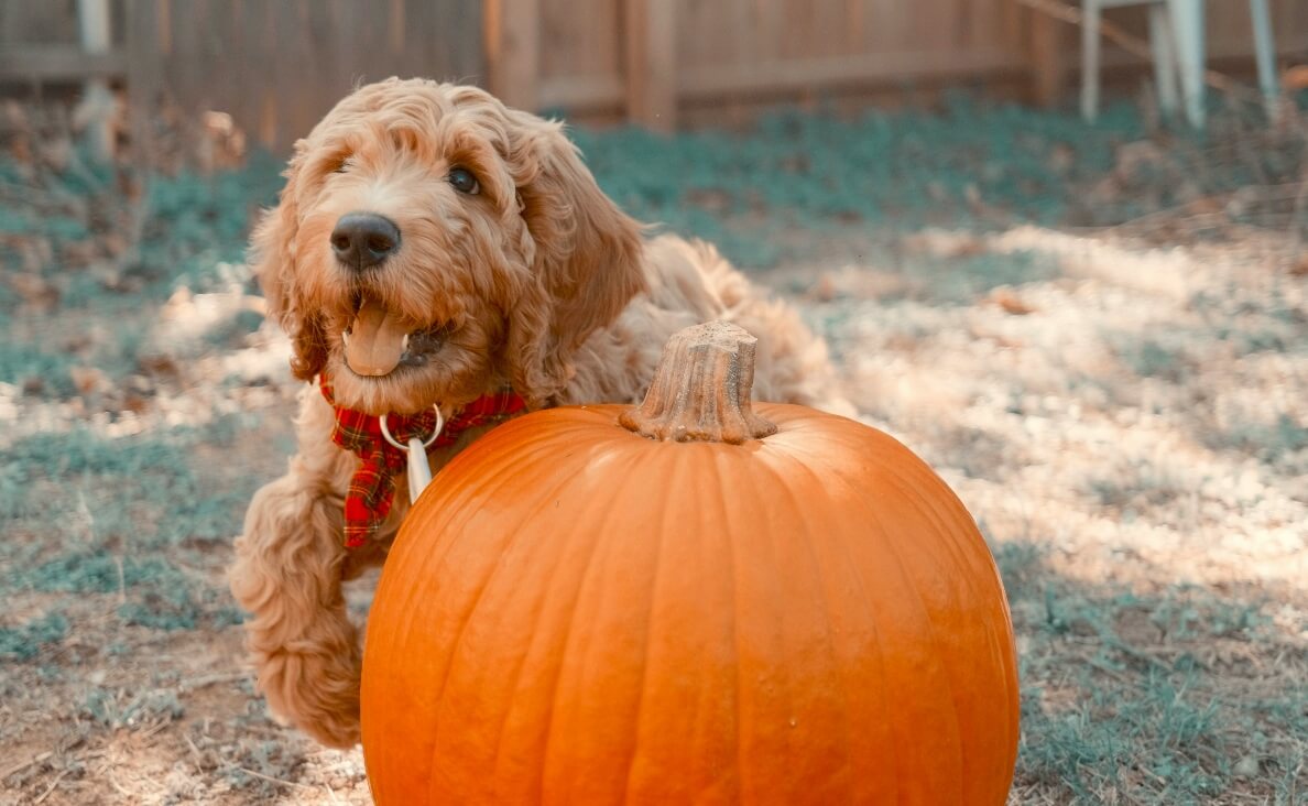 PUMPKIN FOR DOG DIARRHEA - COCKAPOO WITH PUMPKIN