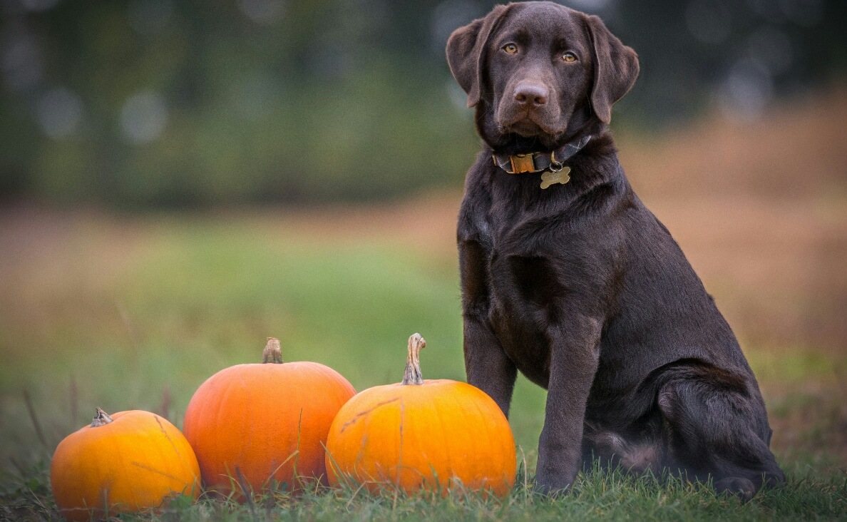 PUMPKIN FOR DOG DIARRHEA - DARK BROWN DOG WITH THREE PUMPKINS