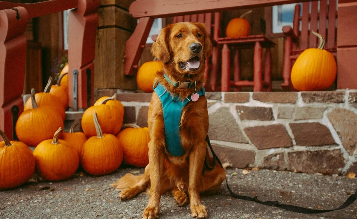 PUMPKIN FOR DOG DIARRHEA - IRISH SETTER WITH HARNESS IN FRONT OF BRICK HEARTH AND PUMPKINS