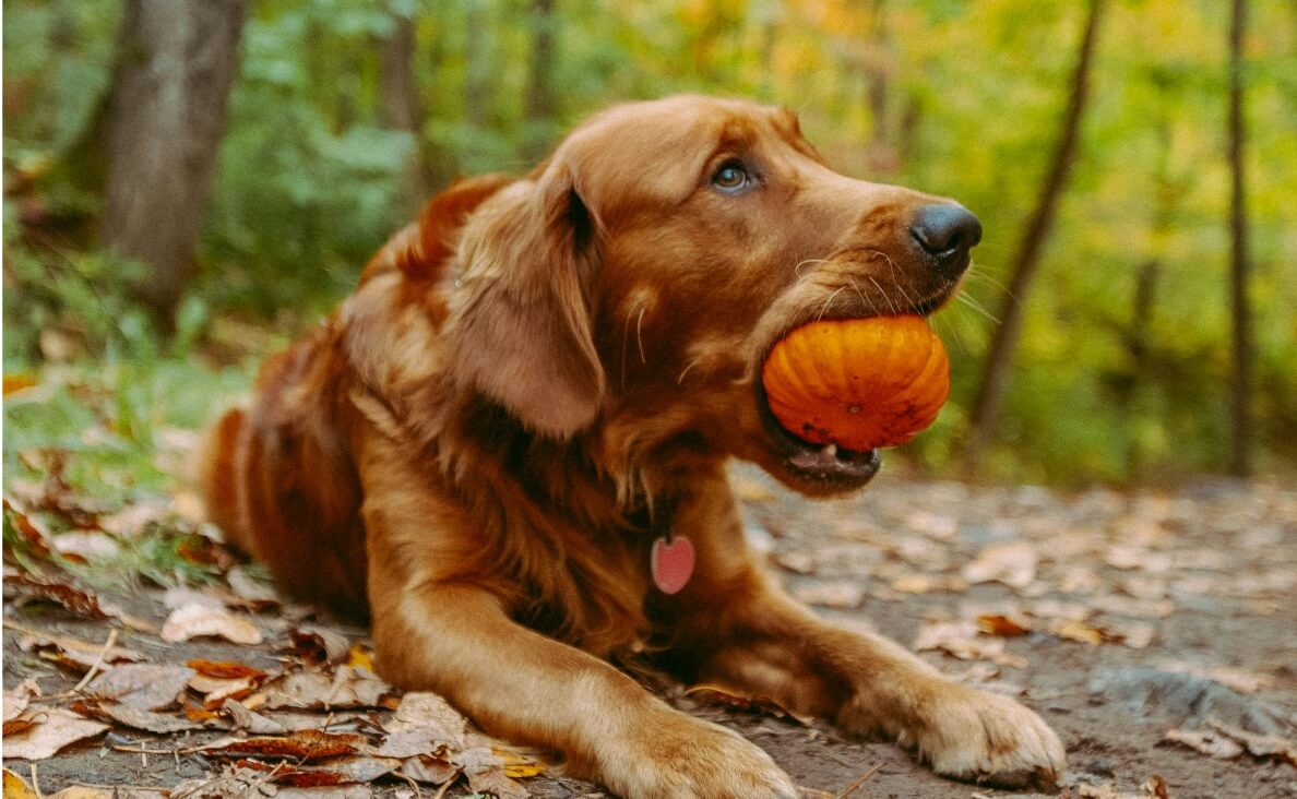 PUMPKIN FOR DOG DIARRHEA - IRISH SETTER WITH PUMPKIN IN MOUTH