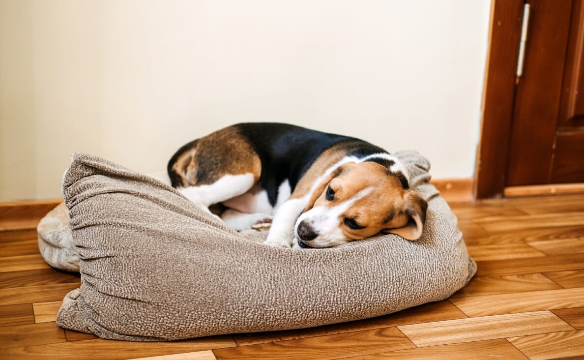 PUMPKIN FOR DOG DIARRHEA - sick beagle dog laying on a dog bed