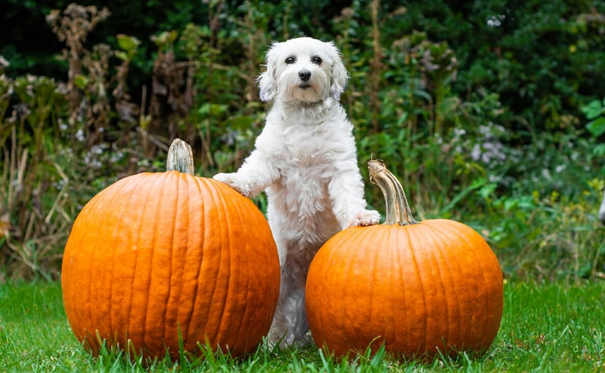 PUMPKIN FOR DOG DIARRHEA - white fluffy dog and two pumpkins