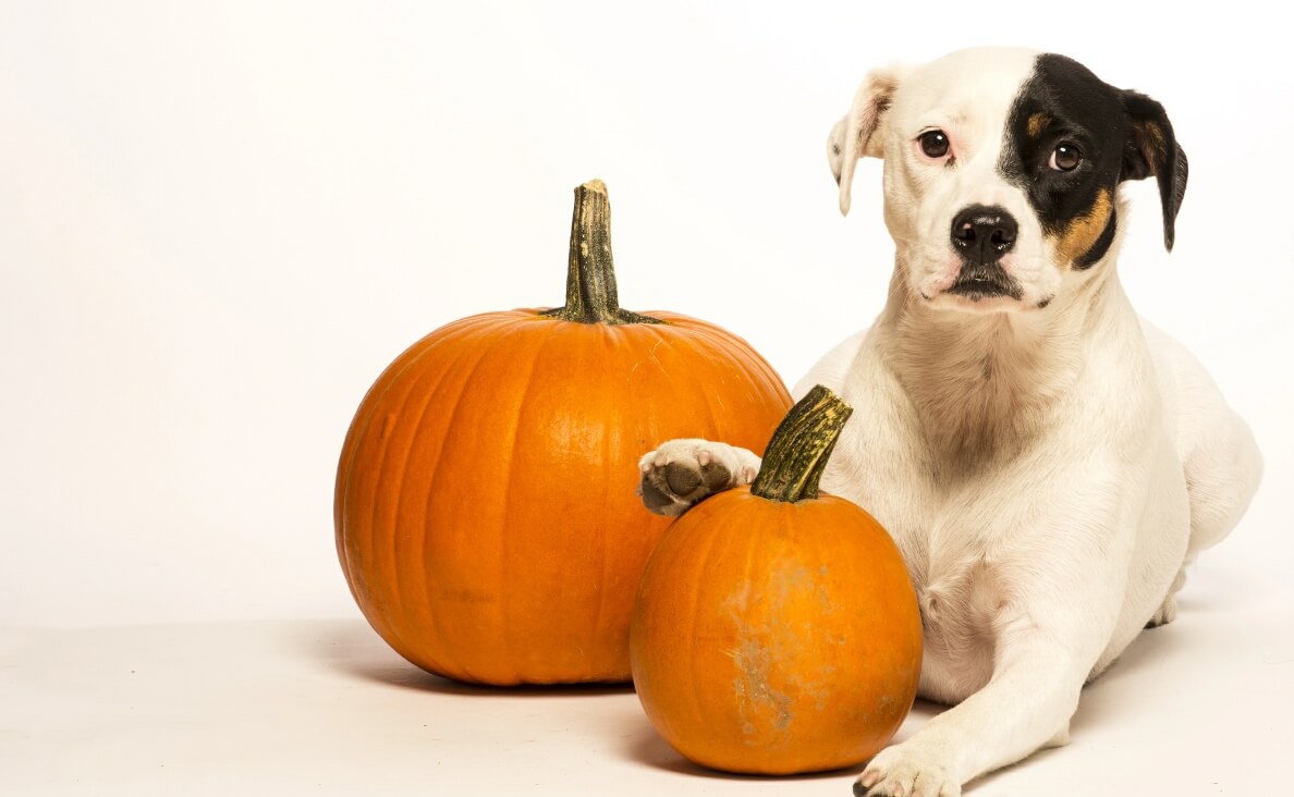 Does Pumpkin Help with Dog Diarrhea?