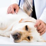 Understanding Lymphoma in Dogs: Symptoms, Diagnosis, and Treatment