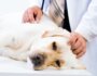 Understanding Lymphoma in Dogs: Symptoms, Diagnosis, and Treatment