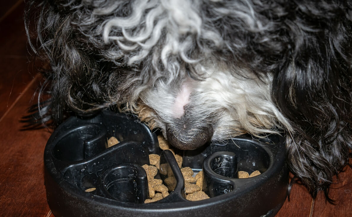 Close Up of Bernedoodle Eating Out of a Slow Feeder Bowl