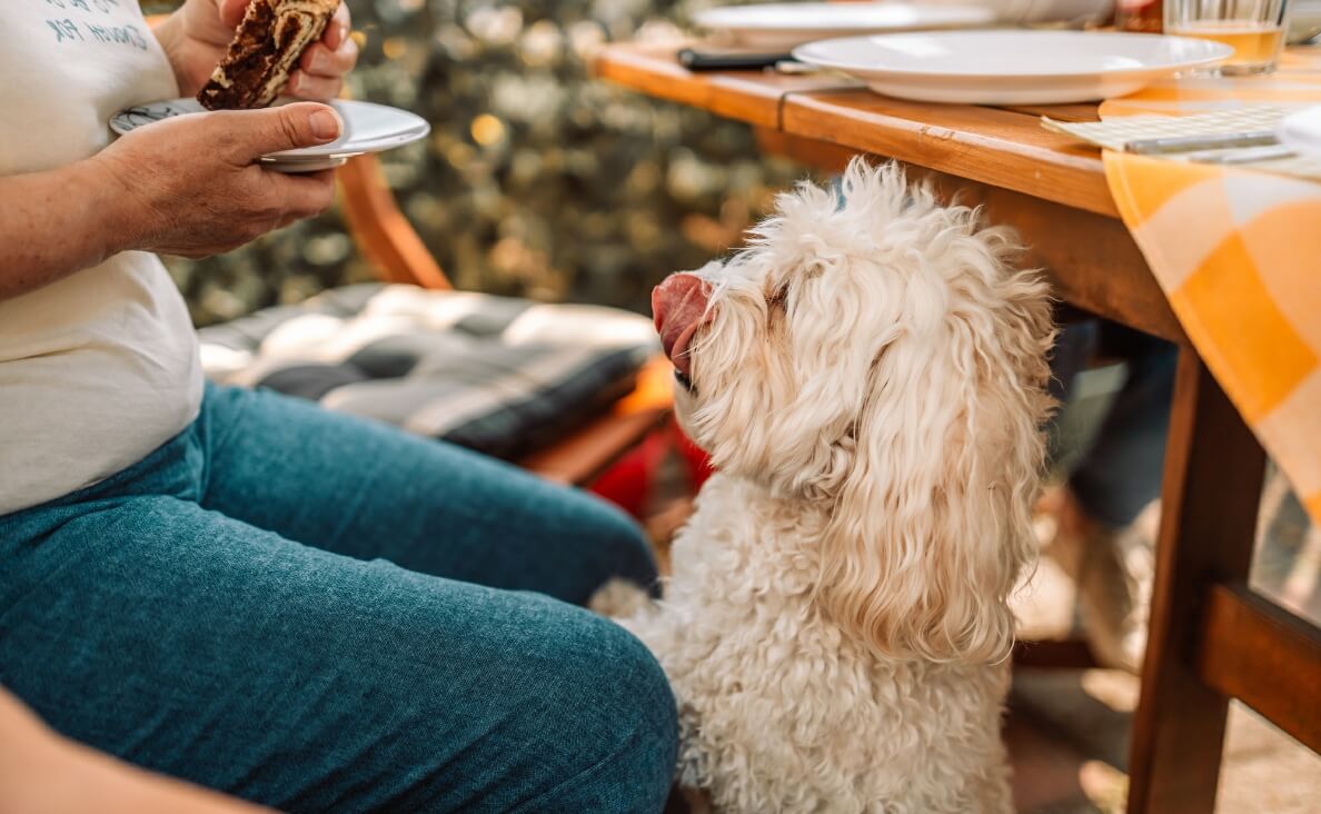 Is It Safe for Dogs to Eat Human Food? What You Should Know