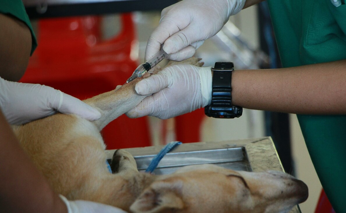 LYMPHOMA IN DOGS - dog receiving a shot in a veterinary office