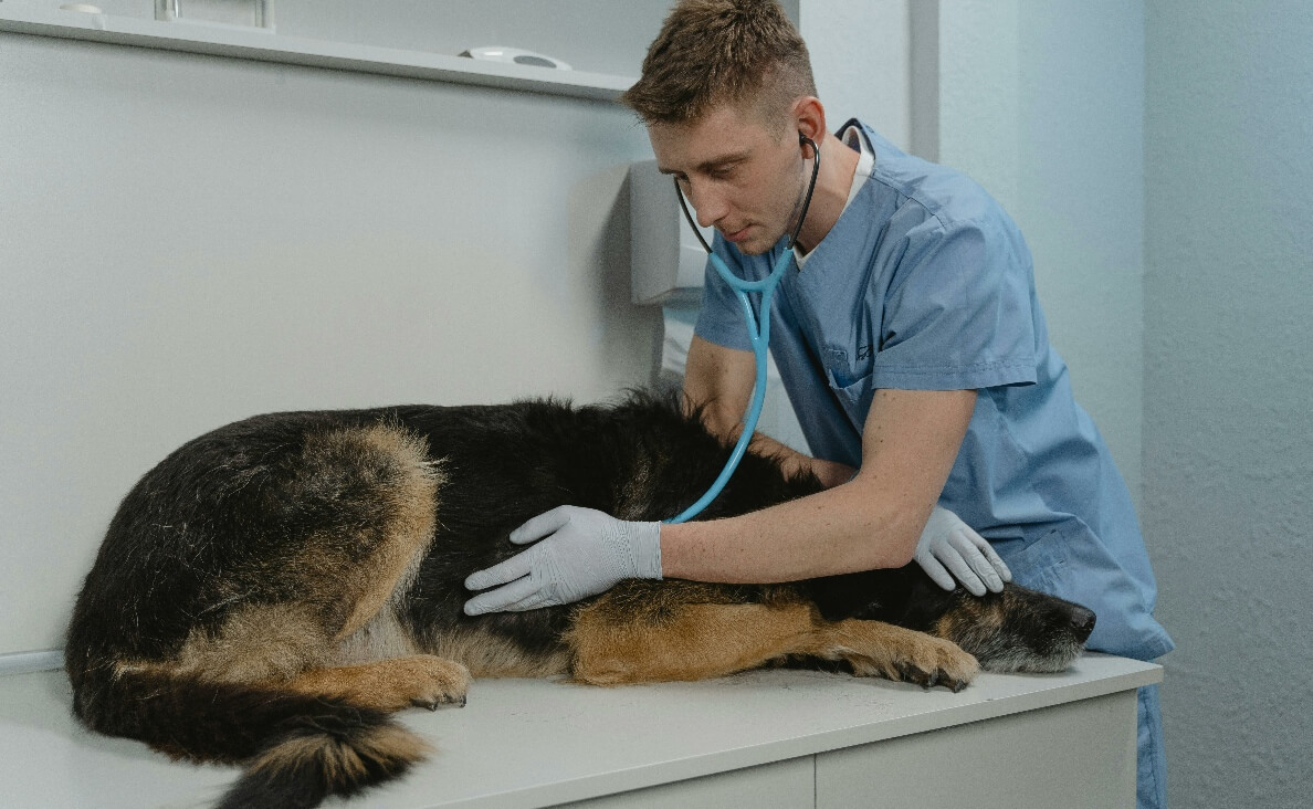 LYMPHOMA IN DOGS - german shepherd being examined by a veterinarian