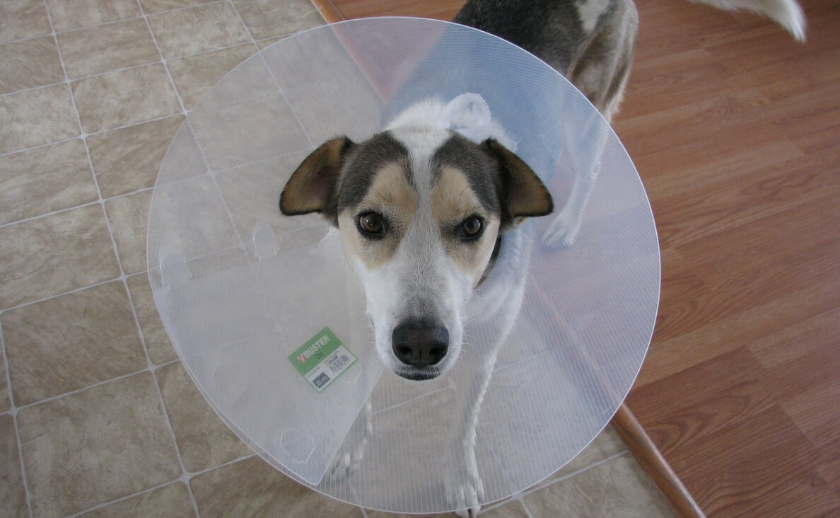 LYMPHOMA IN DOGS - jack russell wearing a cone