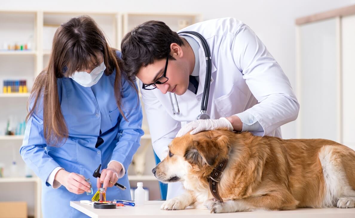 LYMPHOMA IN DOGS - veterinarian and veterinarian tech with vials in the clinic