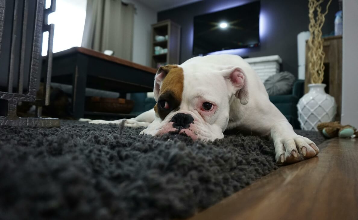 LYMPHOMA IN DOGS - white and brown bulldog laying on the floor