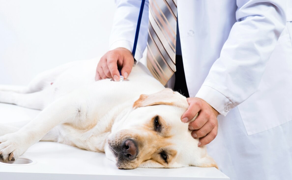 Understanding Lymphoma in Dogs: Symptoms, Diagnosis, and Treatment