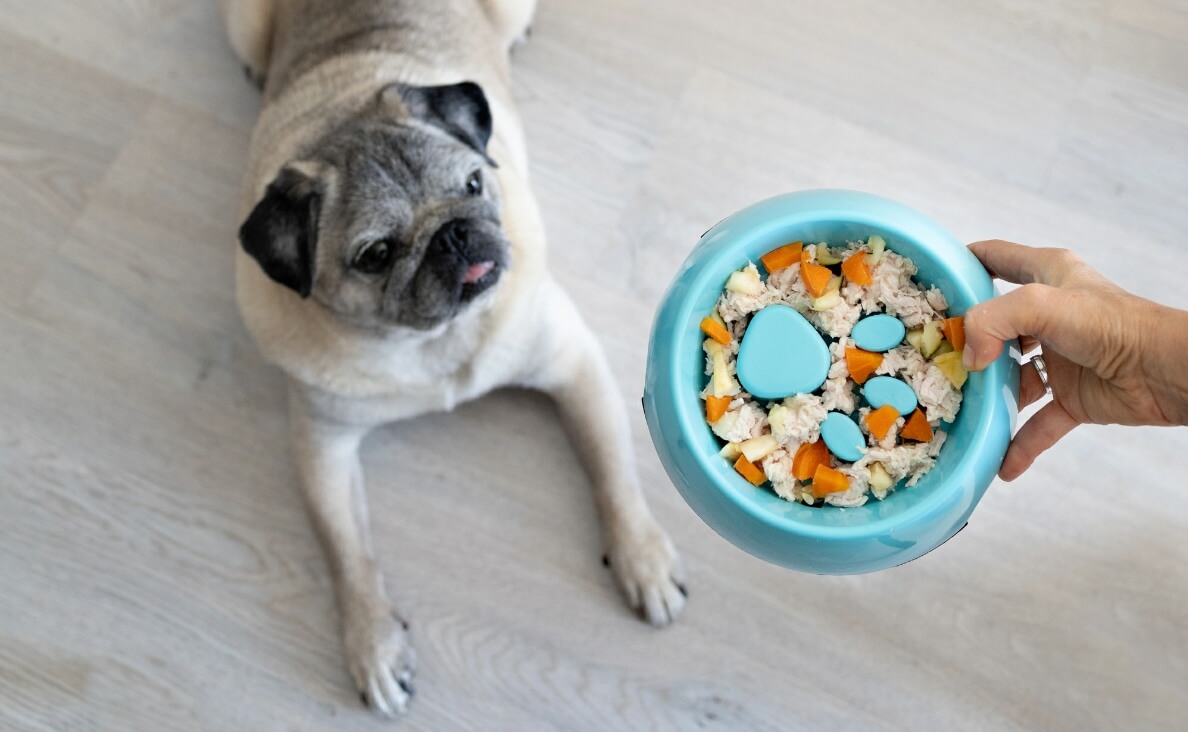 Pug Dog being fed out of slow feeder bowl