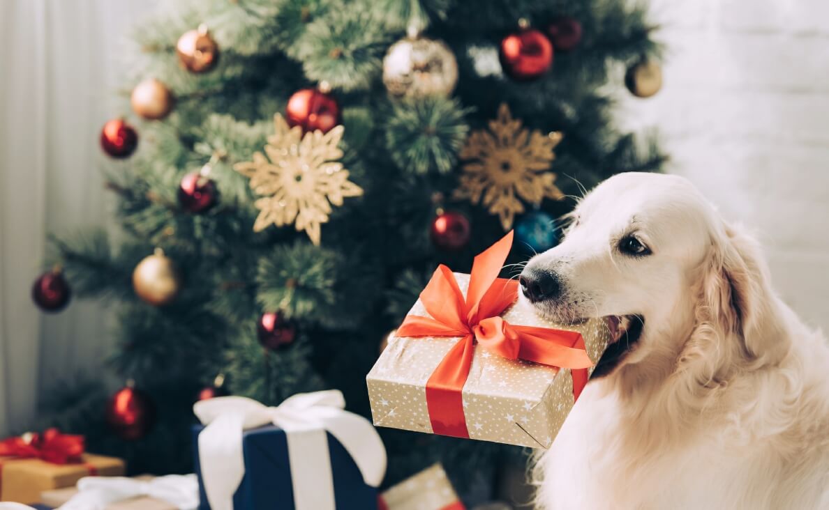 The Worst Holiday Gifts for Dogs and What to Give Instead