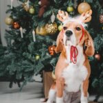 How to Have a Safe Holiday Gathering with Your Dog