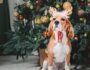 How to Have a Safe Holiday Gathering with Your Dog