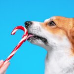 Is Peppermint Safe for Dogs? Everything You Should Know