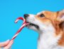 Is Peppermint Safe for Dogs? Everything You Should Know