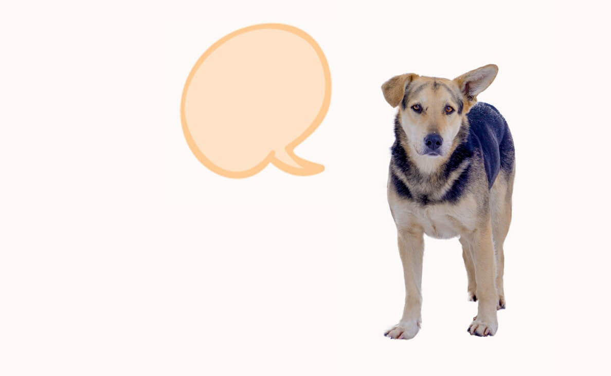 How to Teach Your Dog to Speak with Dog Talking Buttons