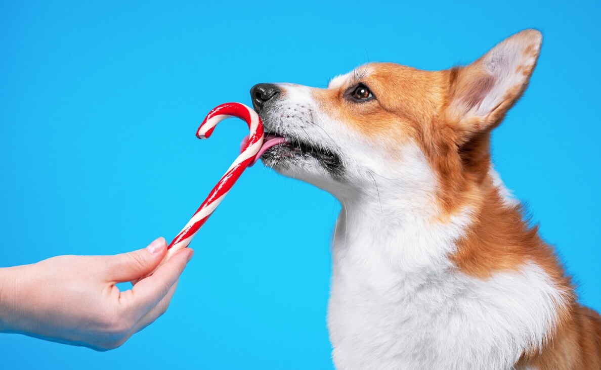 Is Peppermint Safe for Dogs? Everything You Should Know