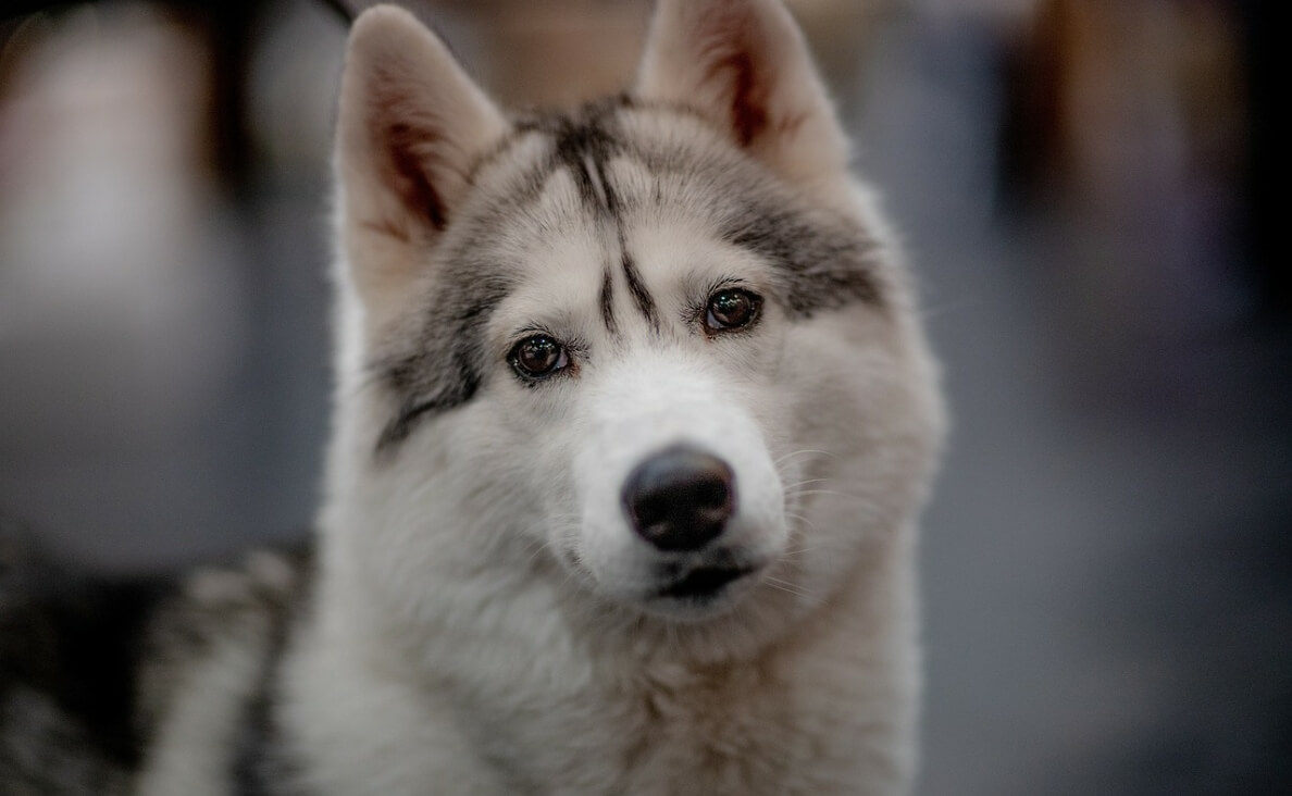 siberian husky