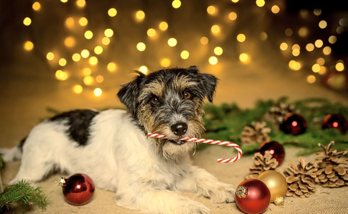 yorkie terrier with peppermint stick in mouth