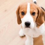 How to Establish a Routine for Your New Puppy