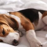 4 Reasons Your Dog Twitches in Their Sleep