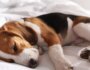 4 Reasons Your Dog Twitches in Their Sleep