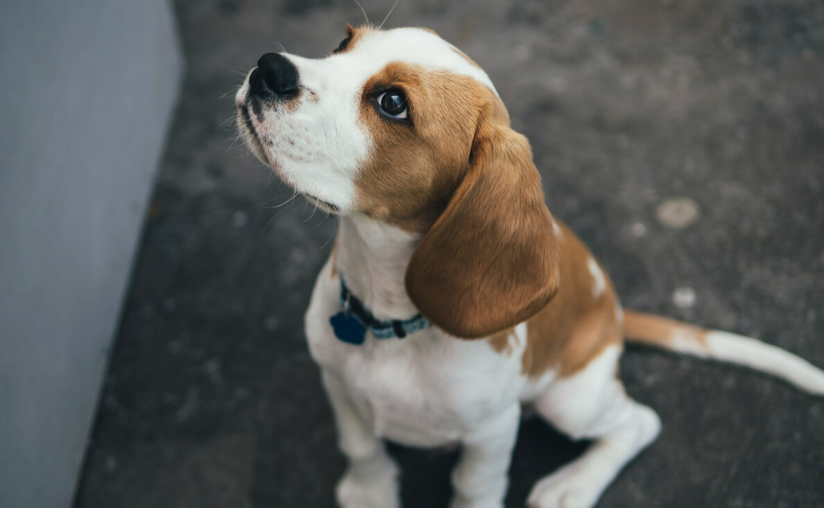 ROUTINE FOR YOUR NEW PUPPY - beagle puppy