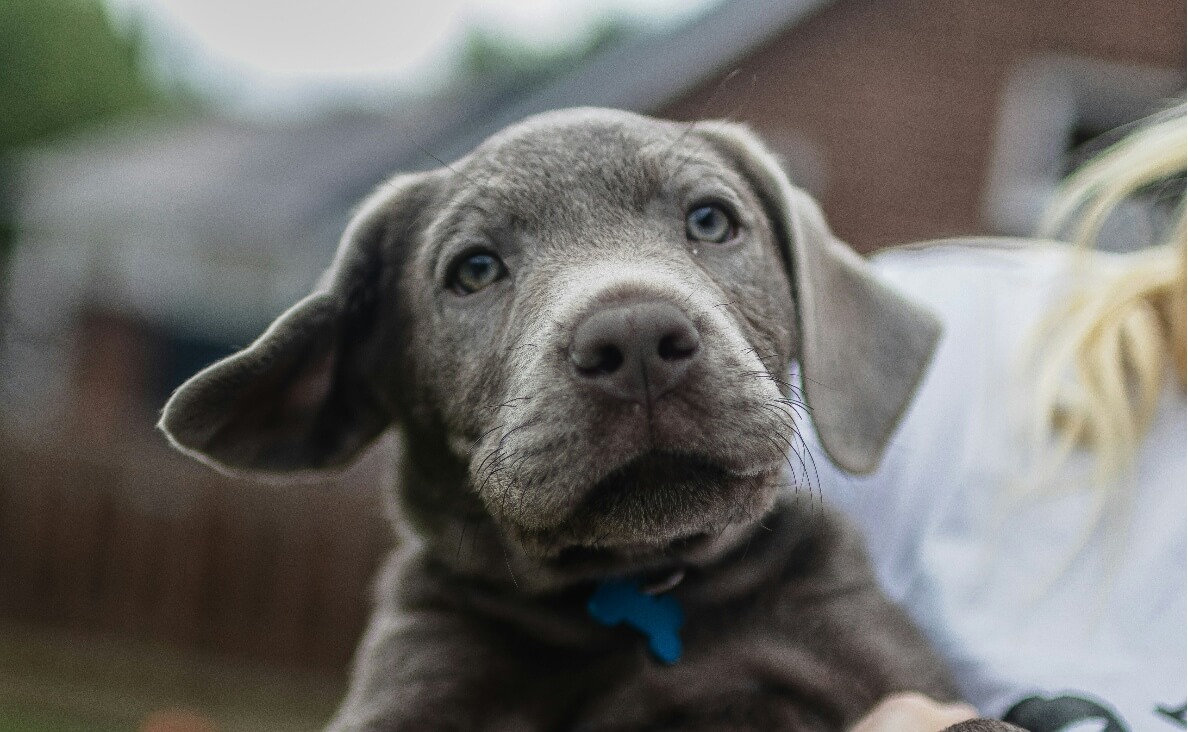 ROUTINE FOR YOUR NEW PUPPY - gray puppy with blue eyes