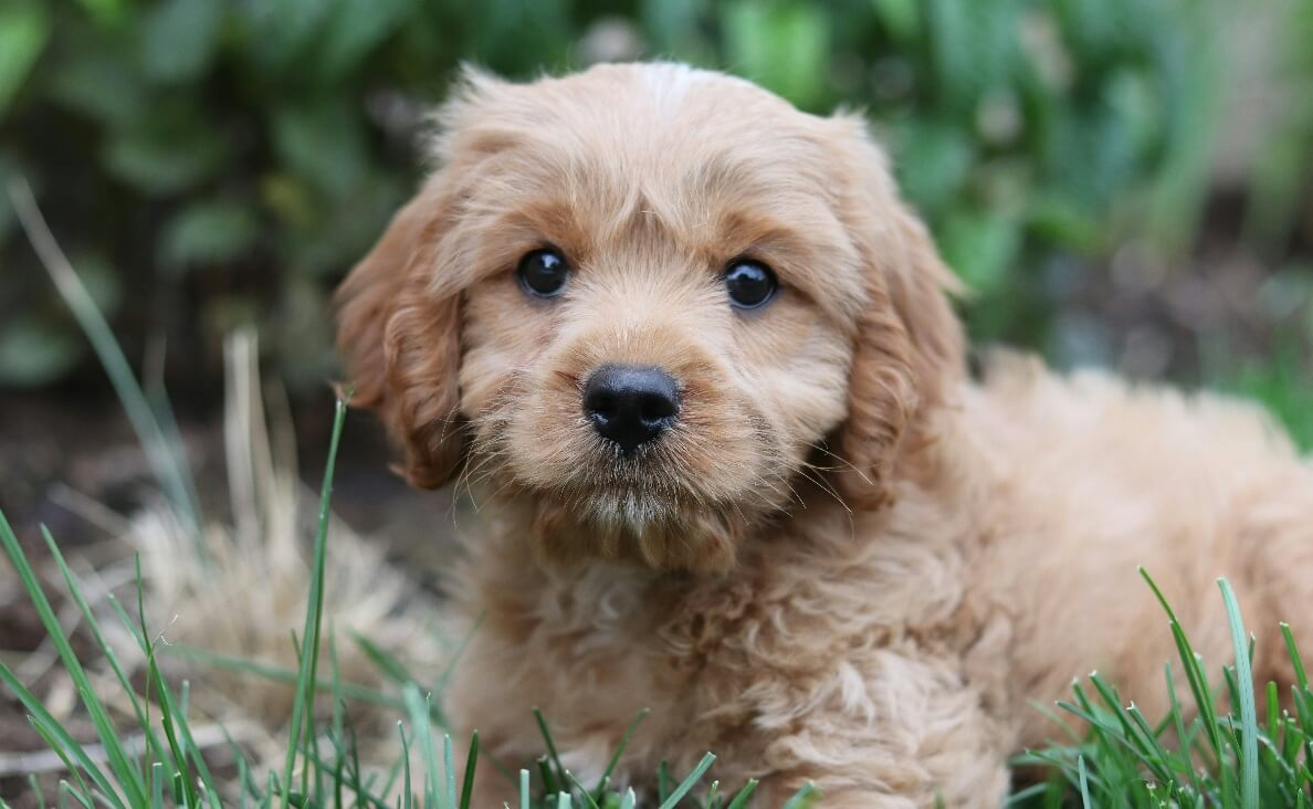 ROUTINE FOR YOUR NEW PUPPY - tan cocker spaniel poodle mix