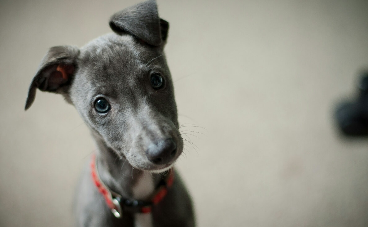 ROUTINE FOR YOUR NEW PUPPY - weimaraner puppy