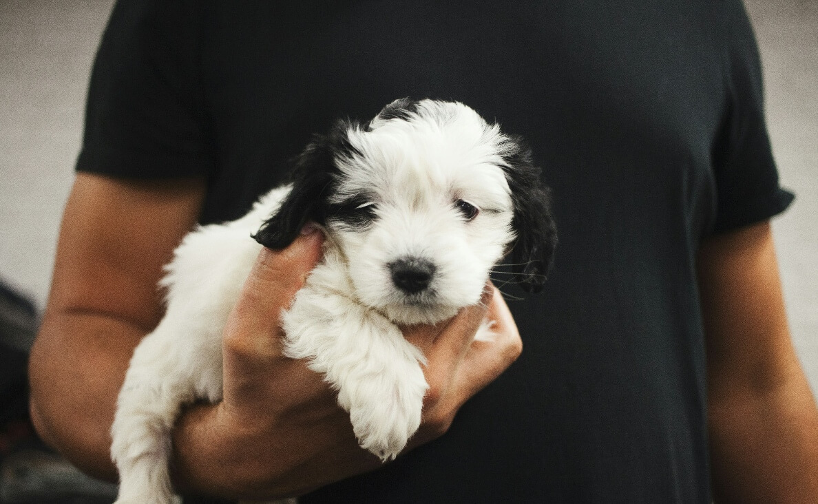 ROUTINE FOR YOUR NEW PUPPY - white and black fluffy puppy