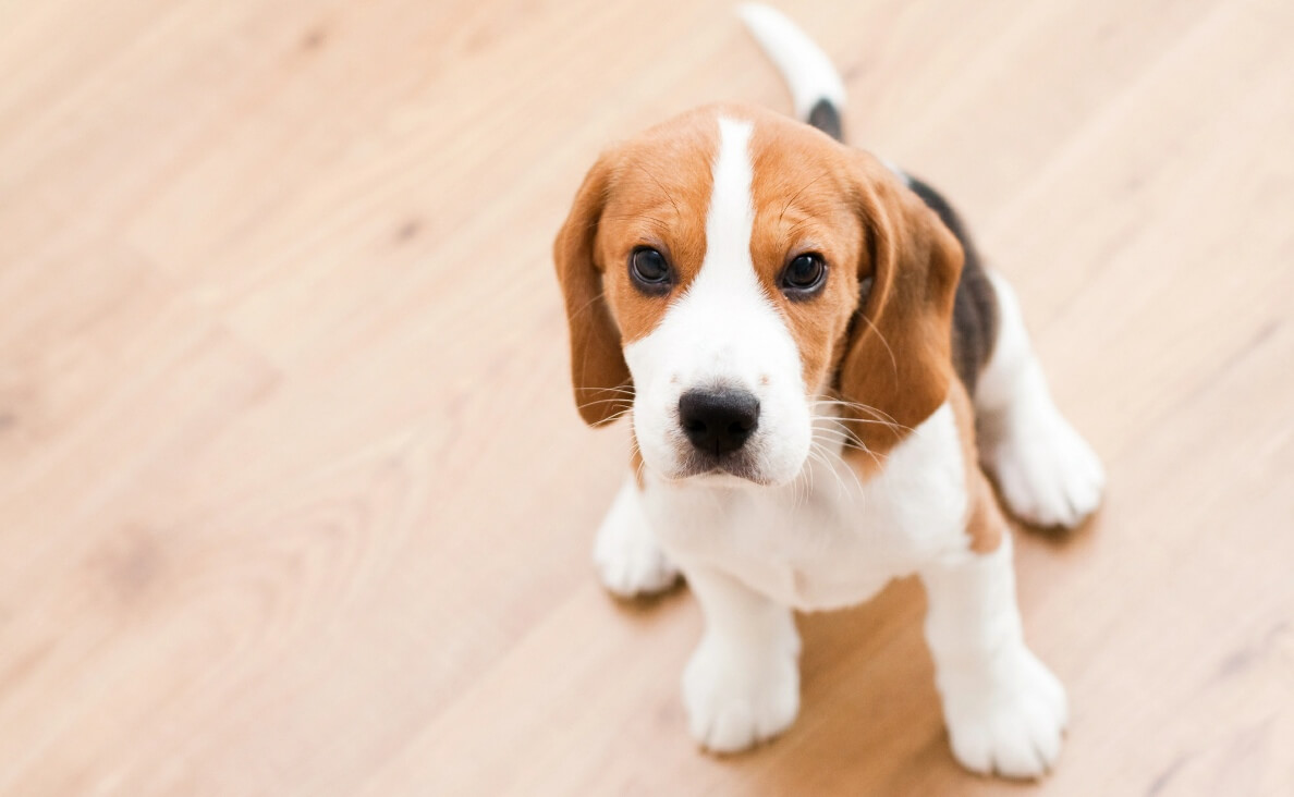 How to Establish a Routine for Your New Puppy