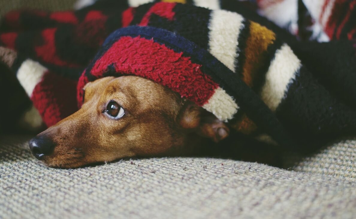 dachshund in blanket