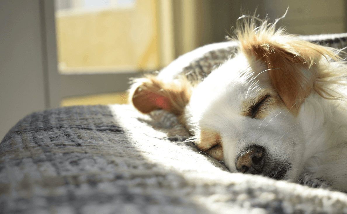 dog twitches in their sleep - papillon dog sleeping